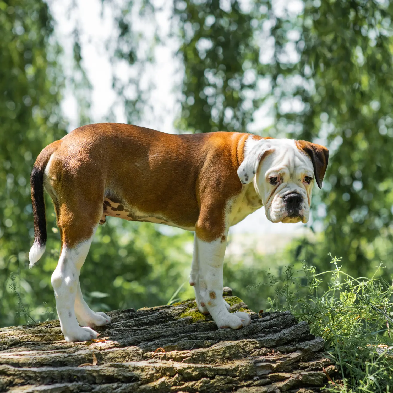 Egy kontinentális bulldog kölyökkutya megvásárlása felelősségvállalást jelent! Vásároljon kontinentális bulldog kölyökkutyákat.