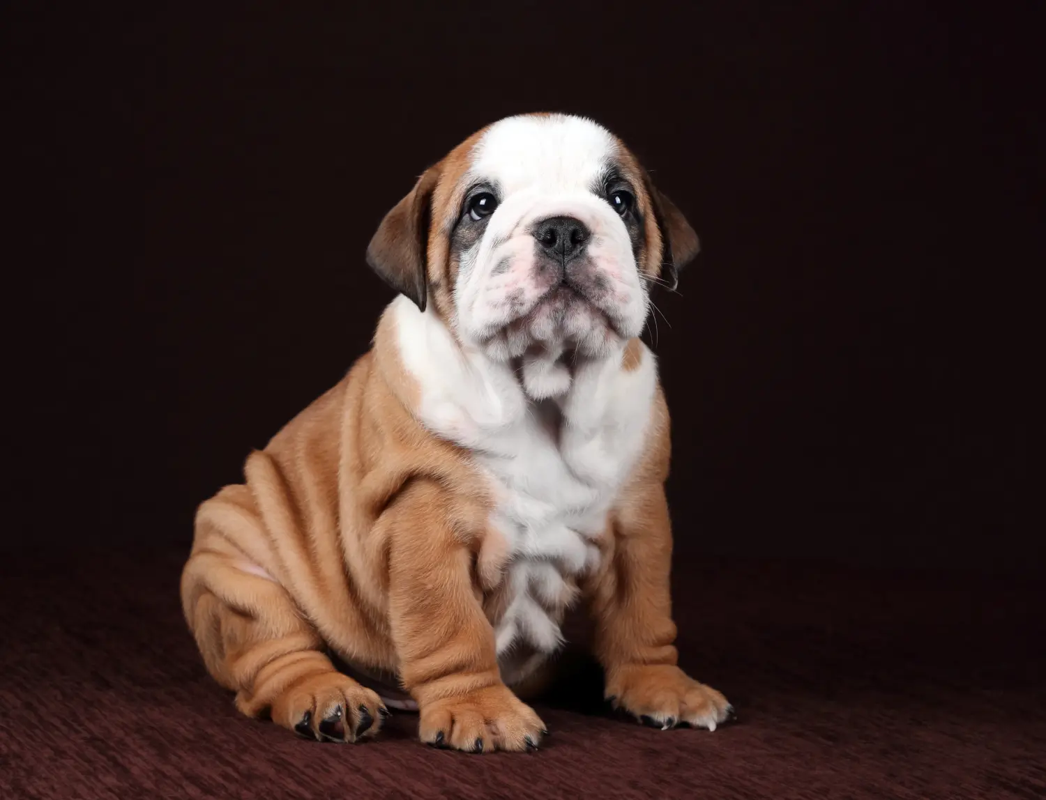 Egy kontinentális bulldog kölyökkutya megvásárlása felelősségvállalást jelent! Vásároljon kontinentális bulldog kölyökkutyákat.