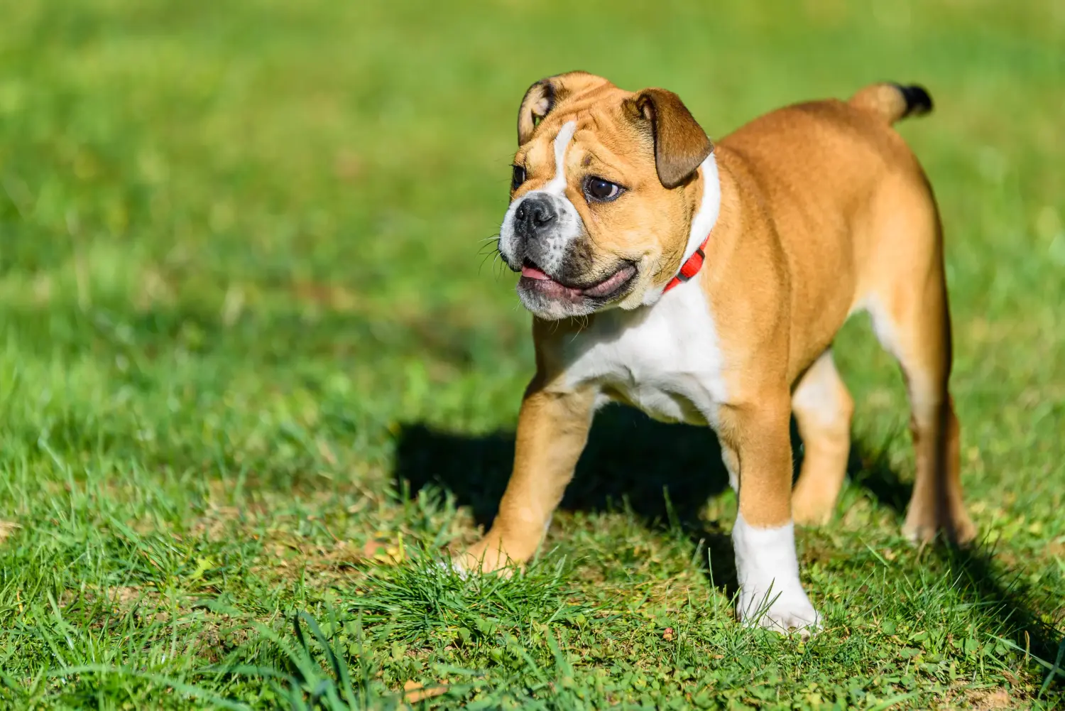 Egy kontinentális bulldog kölyökkutya megvásárlása felelősségvállalást jelent! Vásároljon kontinentális bulldog kölyökkutyákat.