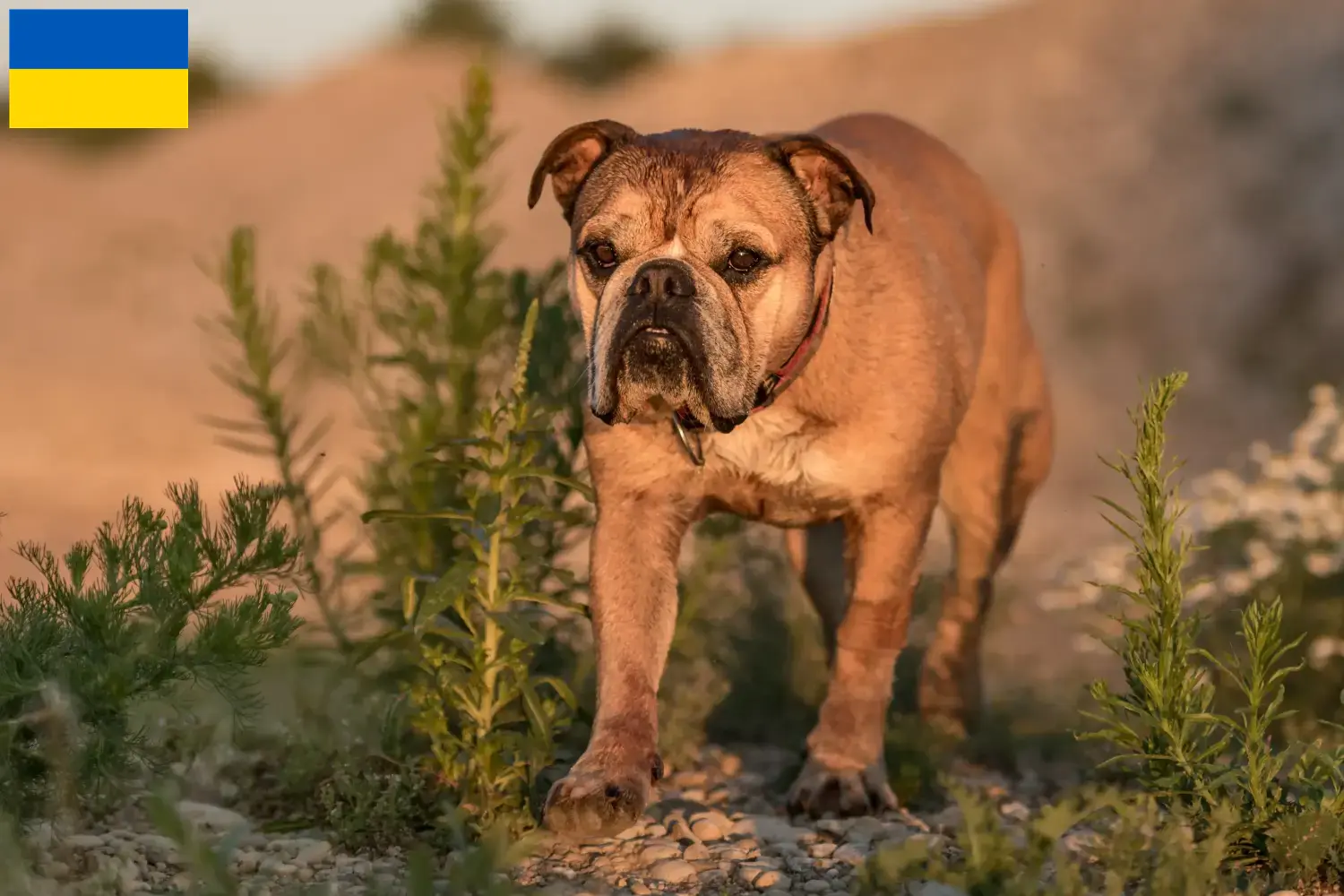Kontinentális bulldog kölykök és tenyésztők Ukrajna Itt megtalálja a kontinentális bulldog tenyésztőket Ukrajnában.