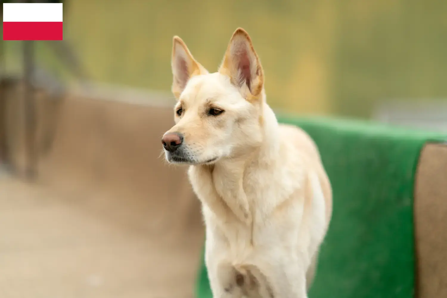 Korea Jindo kutyakölykök és tenyésztők Lengyelország Itt megtalálja a Korea Jindo Dogs tenyésztőit Lengyelországban.