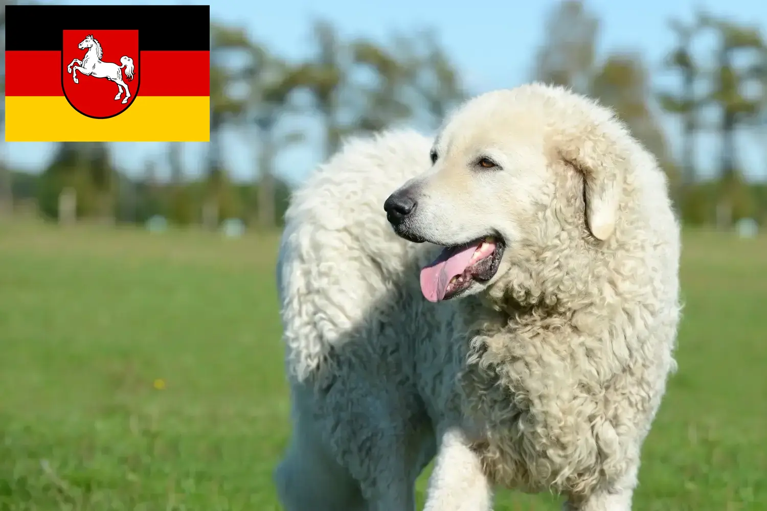 Read more about the article Kuvasz tenyésztők és kiskutyák Alsó-Szászországban
