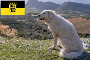 Read more about the article Kuvasz tenyésztők és kölykök Baden-Württembergben