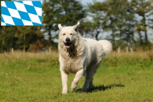 Read more about the article Kuvasz tenyésztők és kiskutyák Bajorországban