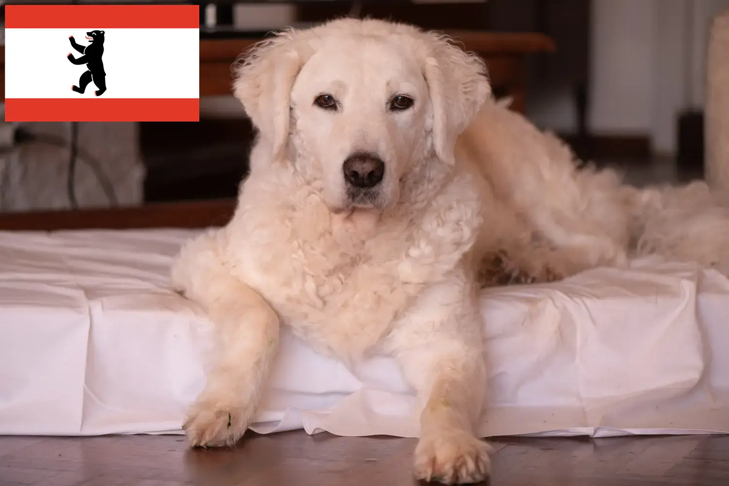 Read more about the article Kuvasz tenyésztő és kölykök Berlinben