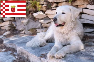 Read more about the article Kuvasz tenyésztő és kölykök Brémában