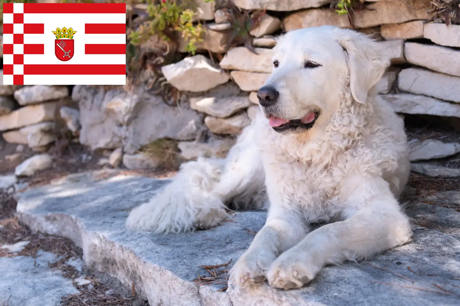 Kuvasz kiskutyák és tenyésztő Bremen Itt találhat Kuvasz tenyésztőket Brémában.