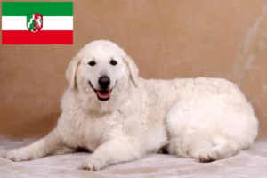Read more about the article Kuvasz tenyésztők és kölyökkutyák Észak-Rajna-Vesztfáliában