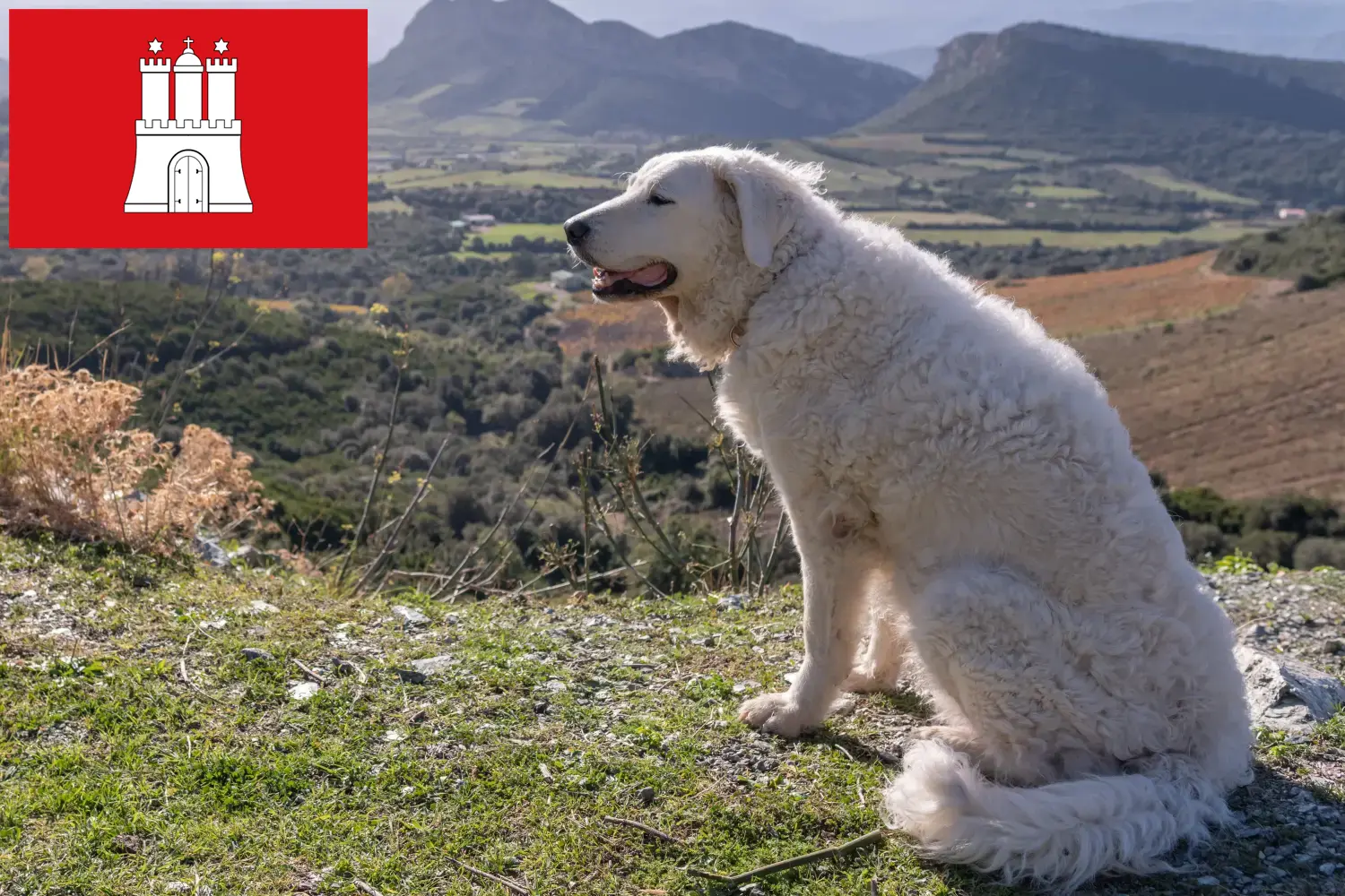 Read more about the article Kuvasz tenyésztő és kölykök Hamburgban