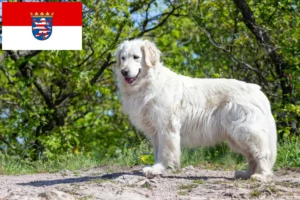 Read more about the article Kuvasz tenyésztők és kölykök Hessenben