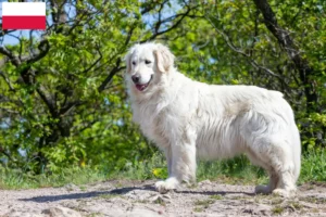 Read more about the article Kuvasz tenyésztők és kölykök Lengyelországban