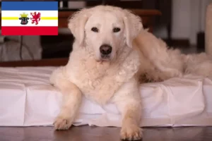 Read more about the article Kuvasz tenyésztők és kiskutyák Mecklenburg-Vorpommernben