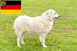 Read more about the article Kuvasz tenyésztők és kiskutyák Rajna-vidék-Pfalzban