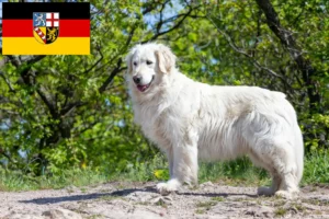 Read more about the article Kuvasz tenyésztők és kölykök Saar-vidéken