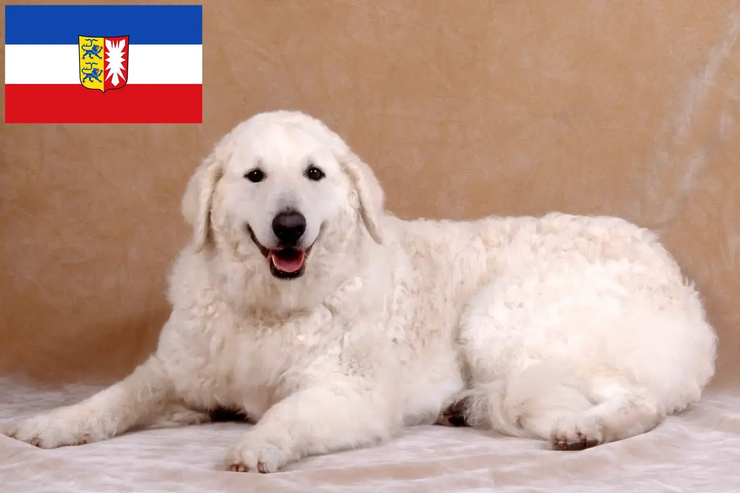 Read more about the article Kuvasz tenyésztők és kölyökkutyák Schleswig-Holstein tartományban