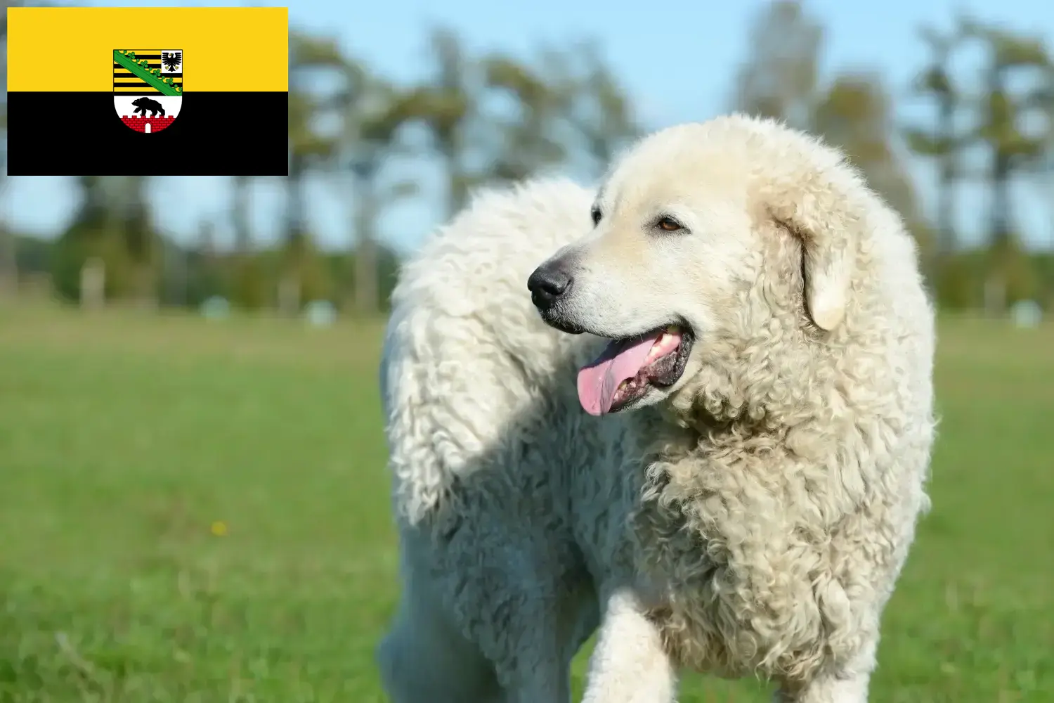Read more about the article Kuvasz tenyésztők és kölykök Szász-Anhaltban