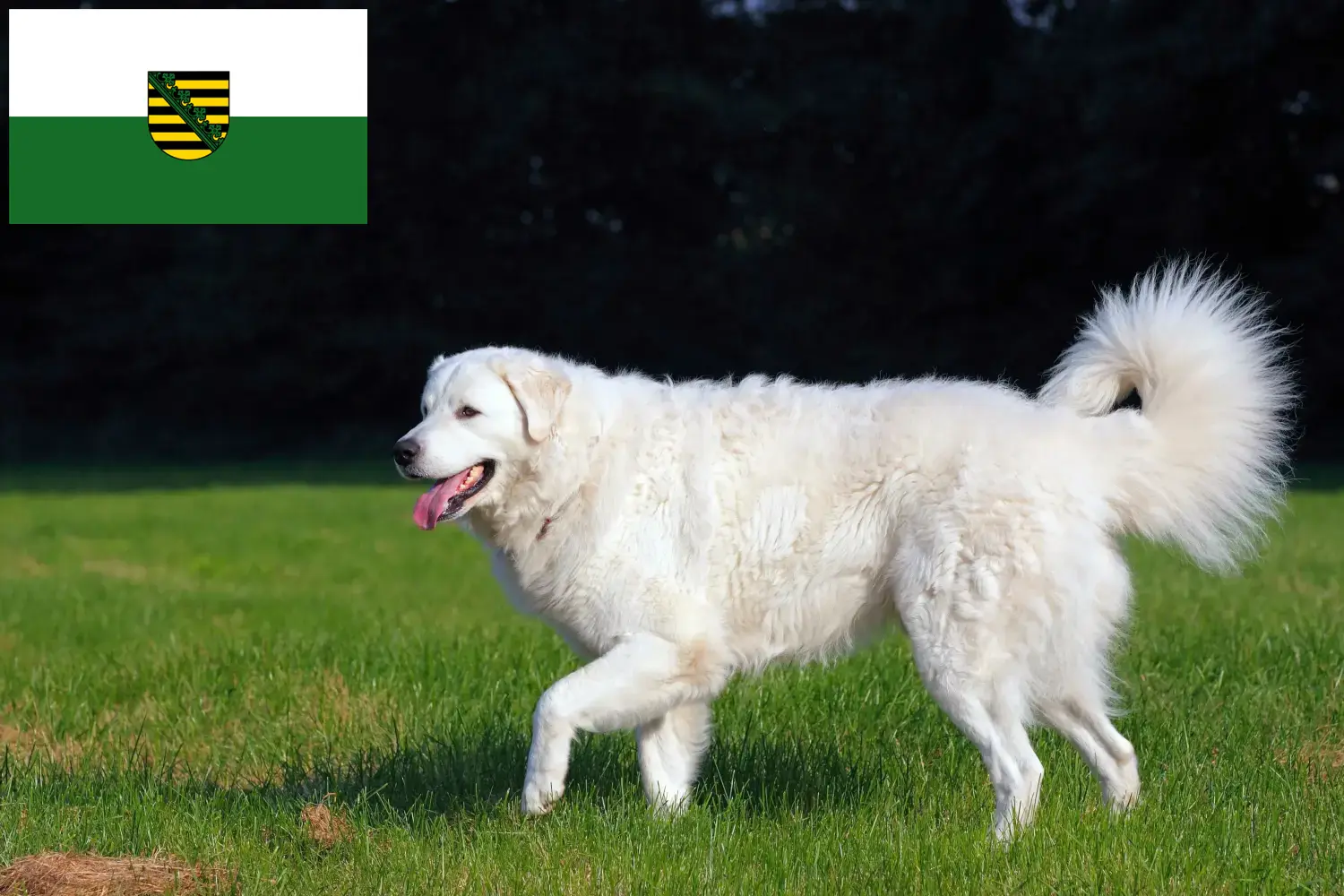 Read more about the article Kuvasz tenyésztők és kölykök Szászországban