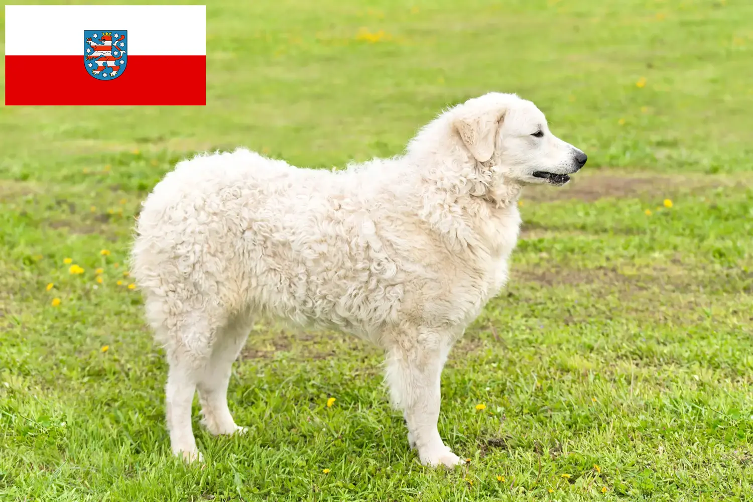 Read more about the article Kuvasz tenyésztők és kölykök Türingiában