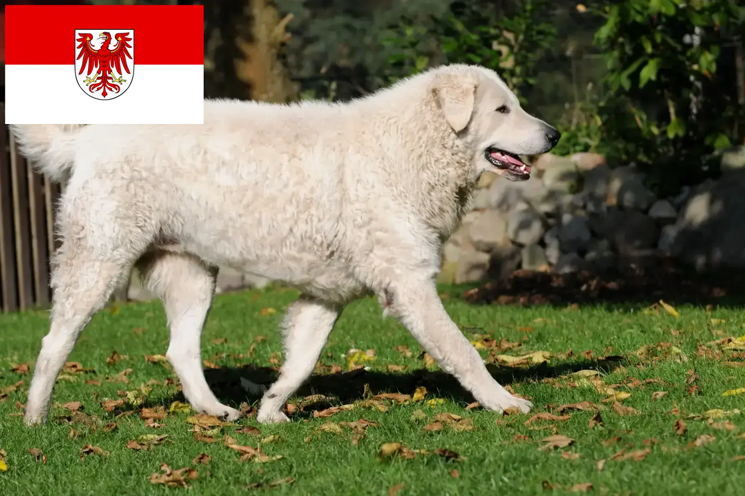 Read more about the article Kuvasz tenyésztők és kölykök Brandenburgban