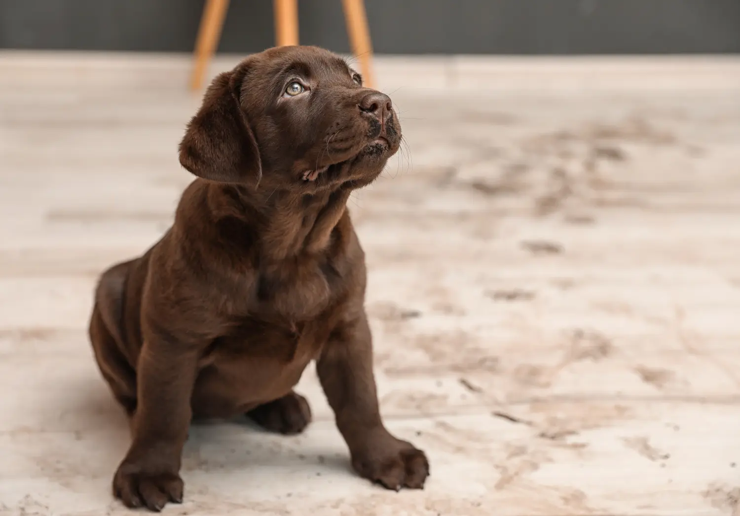Labrador kölyökkutya vásárlása felelősségvállalást jelent! Labrador kiskutyák vásárlása.