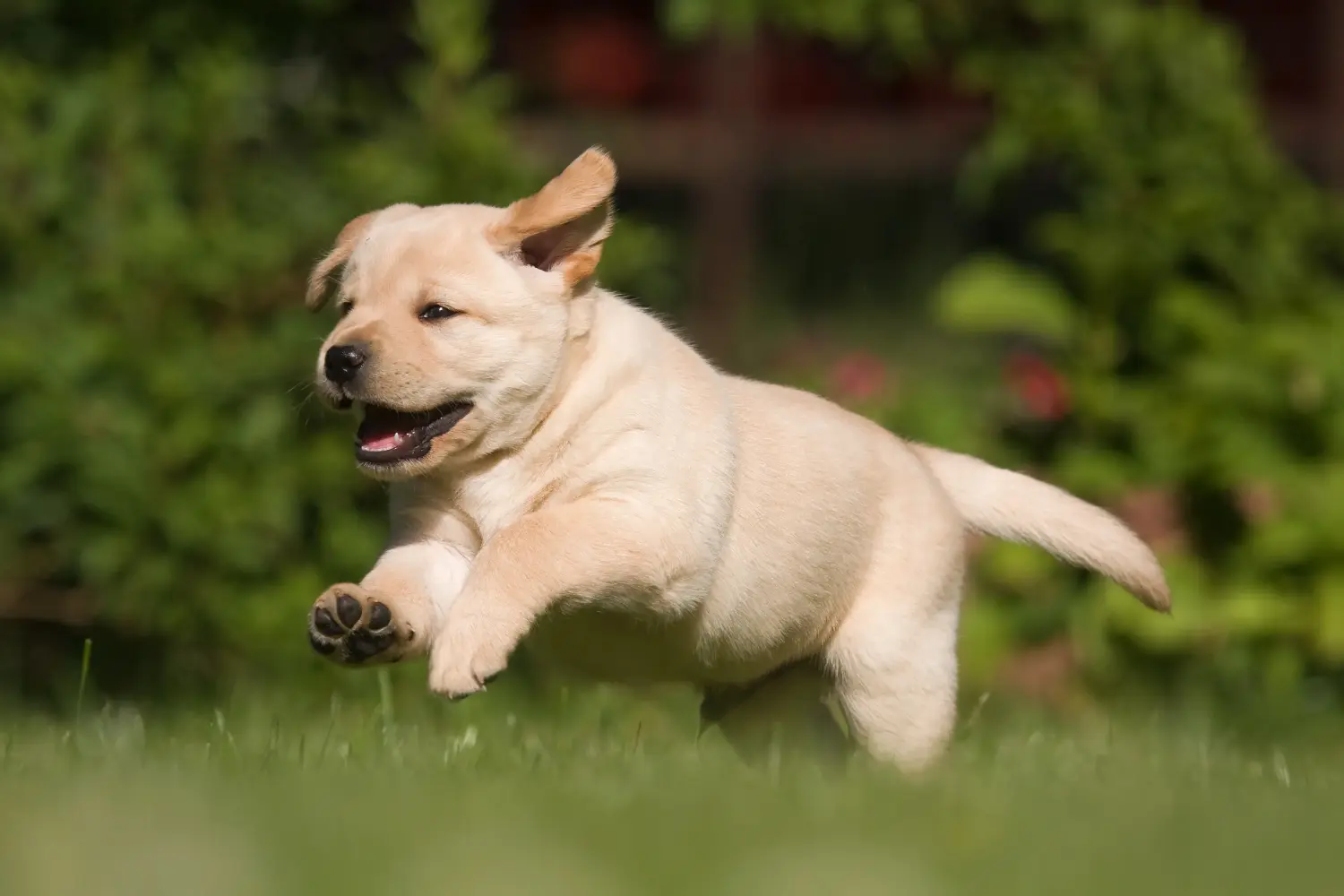 Labrador kölyökkutya vásárlása felelősségvállalást jelent! Labrador kiskutyák vásárlása.