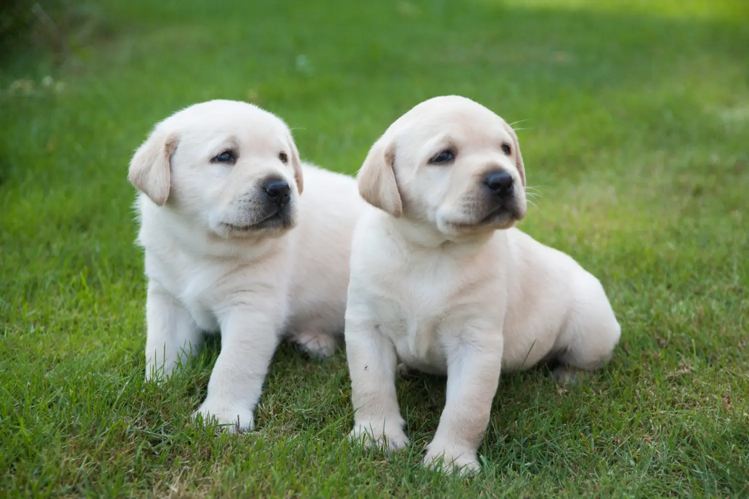 Labrador kölyökkutya vásárlása felelősségvállalást jelent! Labrador kiskutyák vásárlása.
