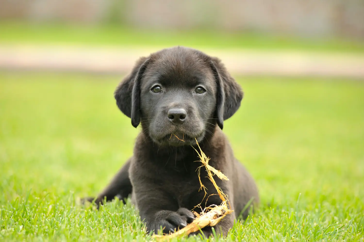 Labrador kölyökkutya vásárlása felelősségvállalást jelent! Labrador kiskutyák vásárlása.