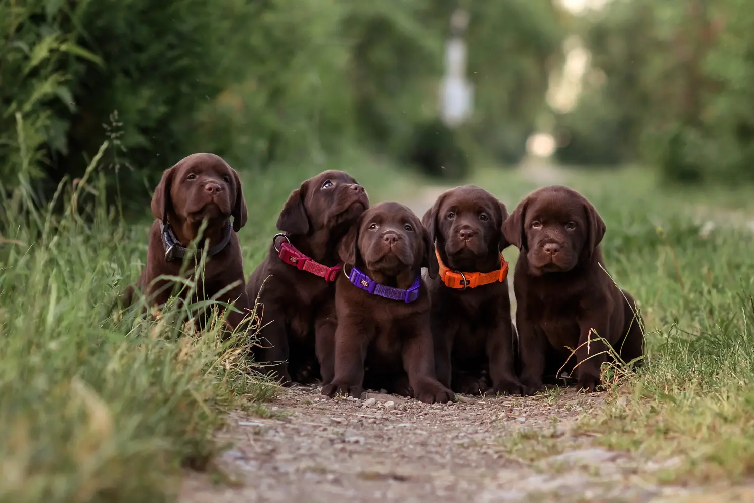 Labrador kölyökkutya vásárlása felelősségvállalást jelent! Labrador kiskutyák vásárlása.