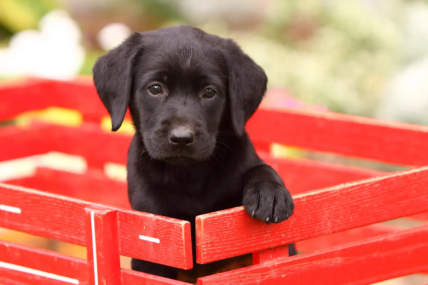 Labrador kölyökkutya vásárlása felelősségvállalást jelent! Labrador kiskutyák vásárlása.
