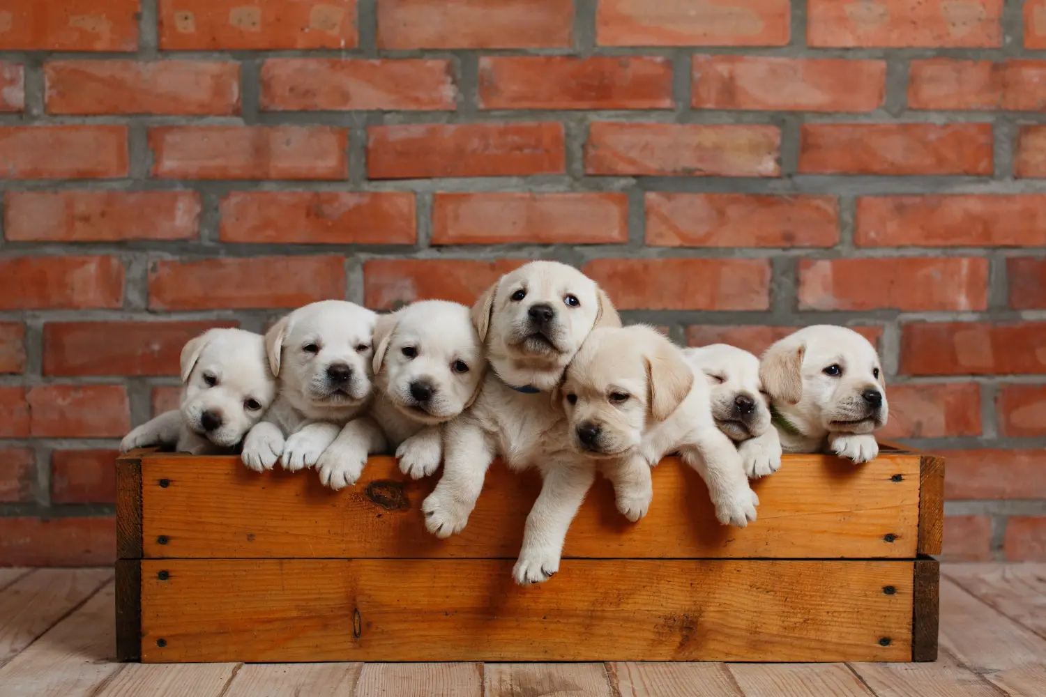 Labrador kölyökkutya vásárlása felelősségvállalást jelent! Labrador kiskutyák vásárlása.