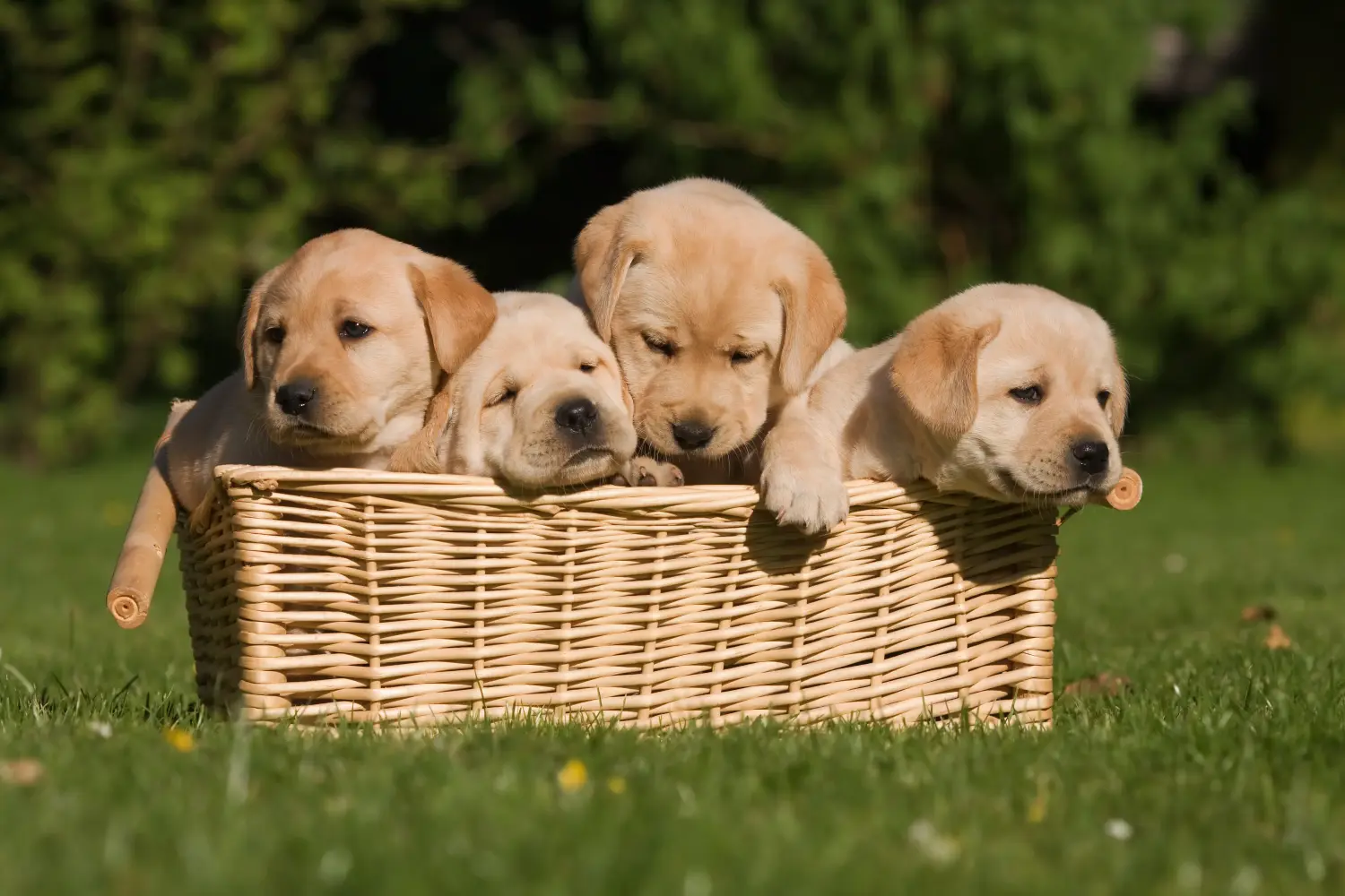 Labrador kölyökkutya vásárlása felelősségvállalást jelent! Labrador kiskutyák vásárlása.