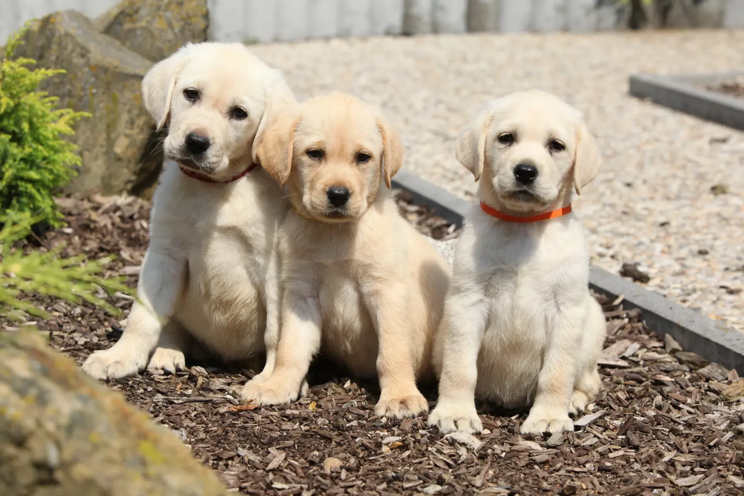 Labrador kölyökkutya vásárlása felelősségvállalást jelent! Labrador kiskutyák vásárlása.