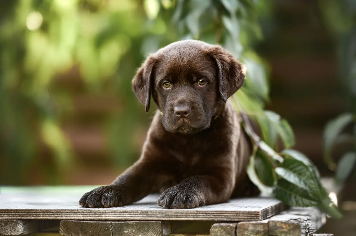 Labrador kölyökkutya vásárlása felelősségvállalást jelent! Labrador kiskutyák vásárlása.