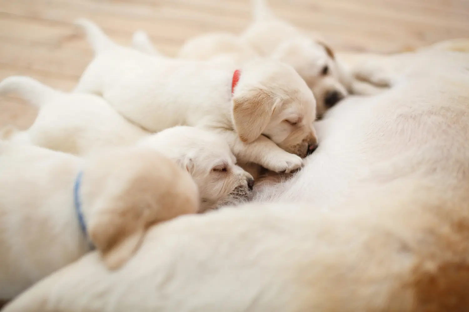 Labrador kölyökkutya vásárlása felelősségvállalást jelent! Labrador kiskutyák vásárlása.