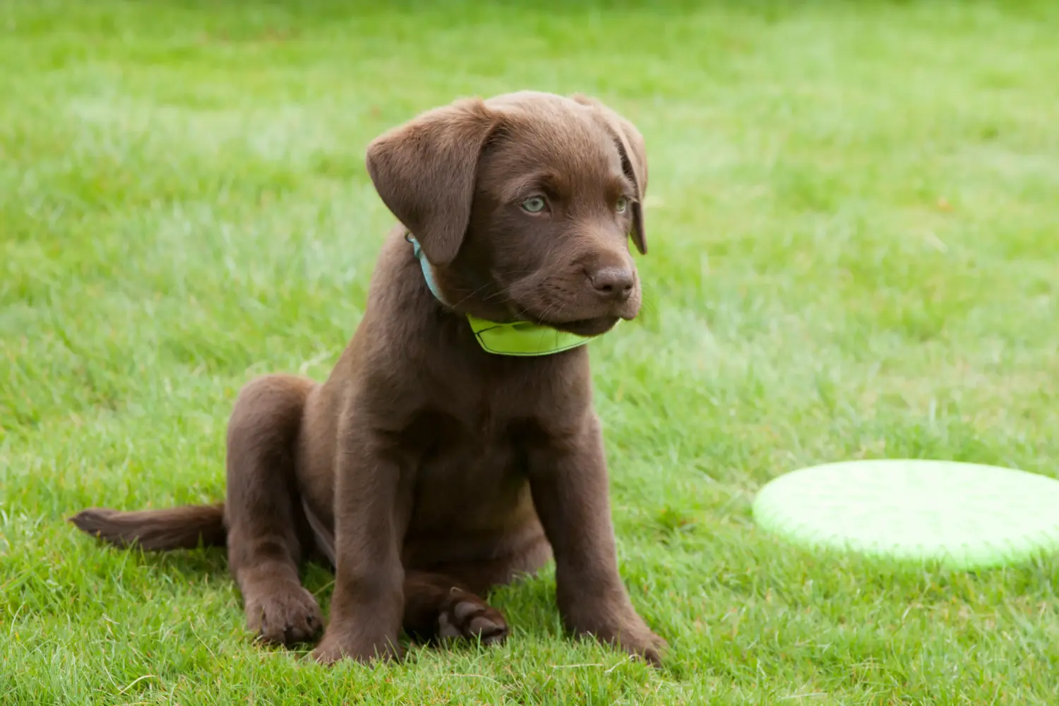 Labrador kölyökkutya vásárlása felelősségvállalást jelent! Labrador kiskutyák vásárlása.