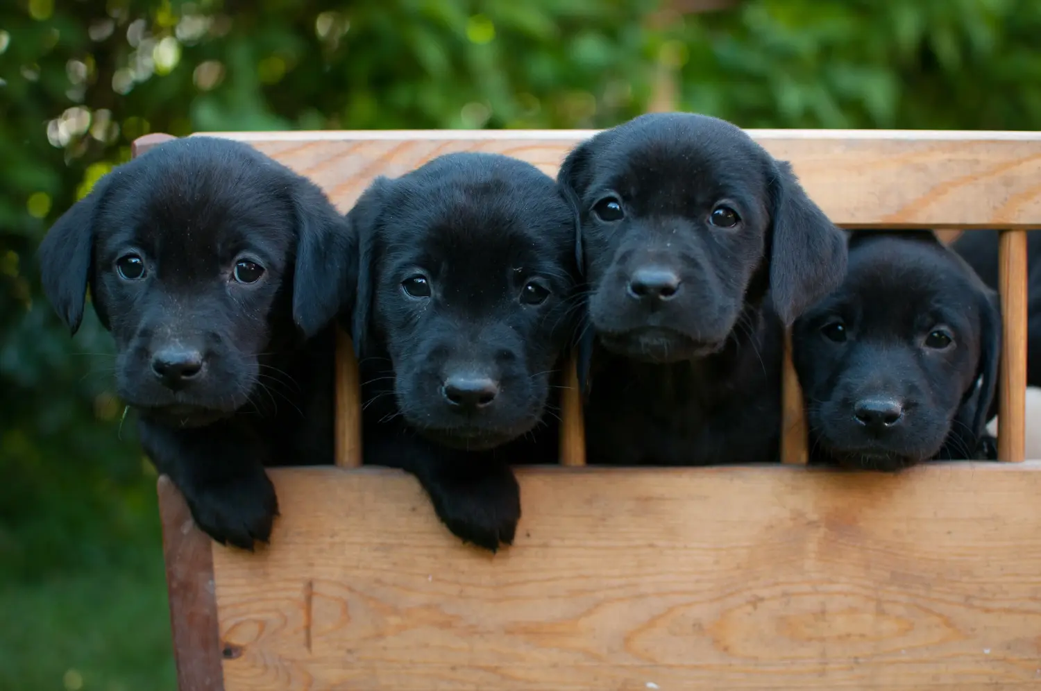 Labrador kölyökkutya vásárlása felelősségvállalást jelent! Labrador kiskutyák vásárlása.