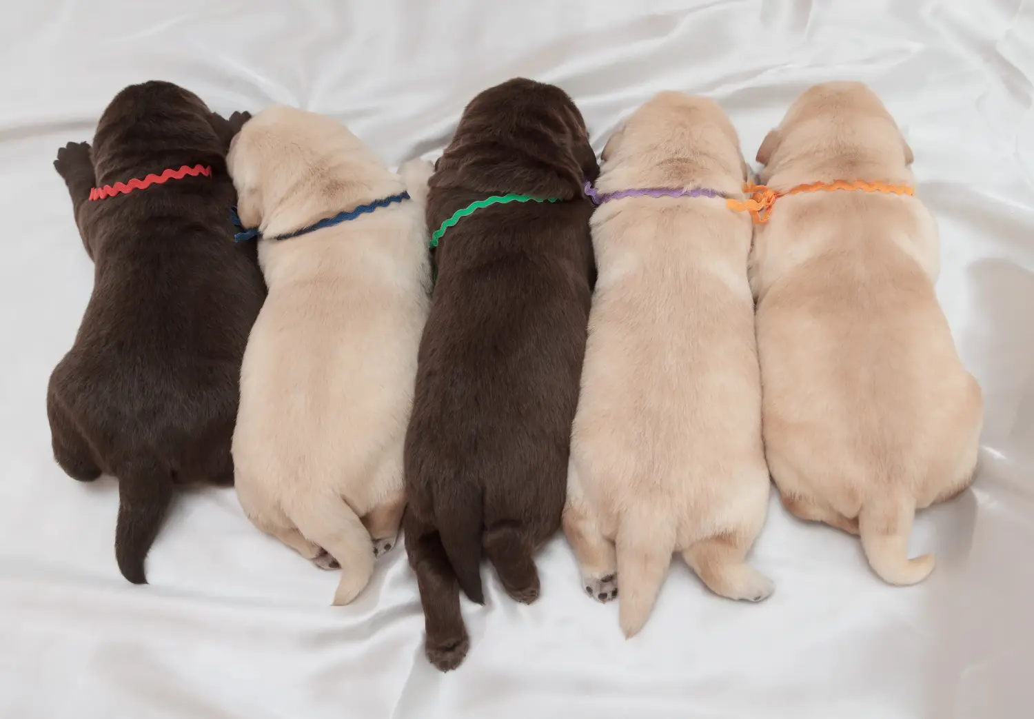 Labrador kölyökkutya vásárlása felelősségvállalást jelent! Labrador kiskutyák vásárlása.