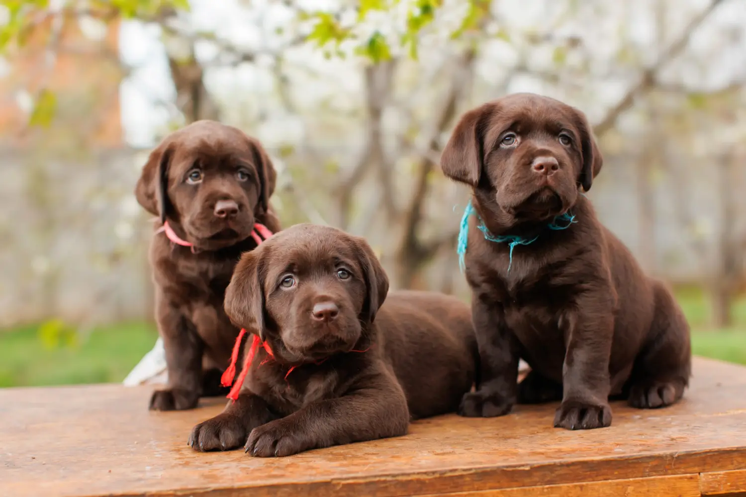 Labrador kölyökkutya vásárlása felelősségvállalást jelent! Labrador kiskutyák vásárlása.