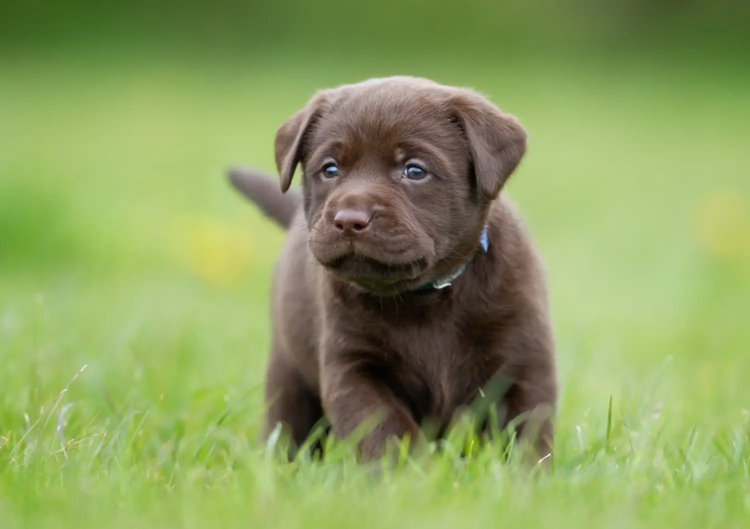 Labrador kölyökkutya vásárlása felelősségvállalást jelent! Labrador kiskutyák vásárlása.