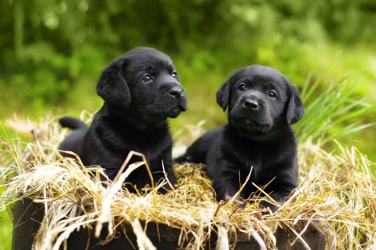 Labrador kölyökkutya vásárlása felelősségvállalást jelent! Labrador kiskutyák vásárlása.