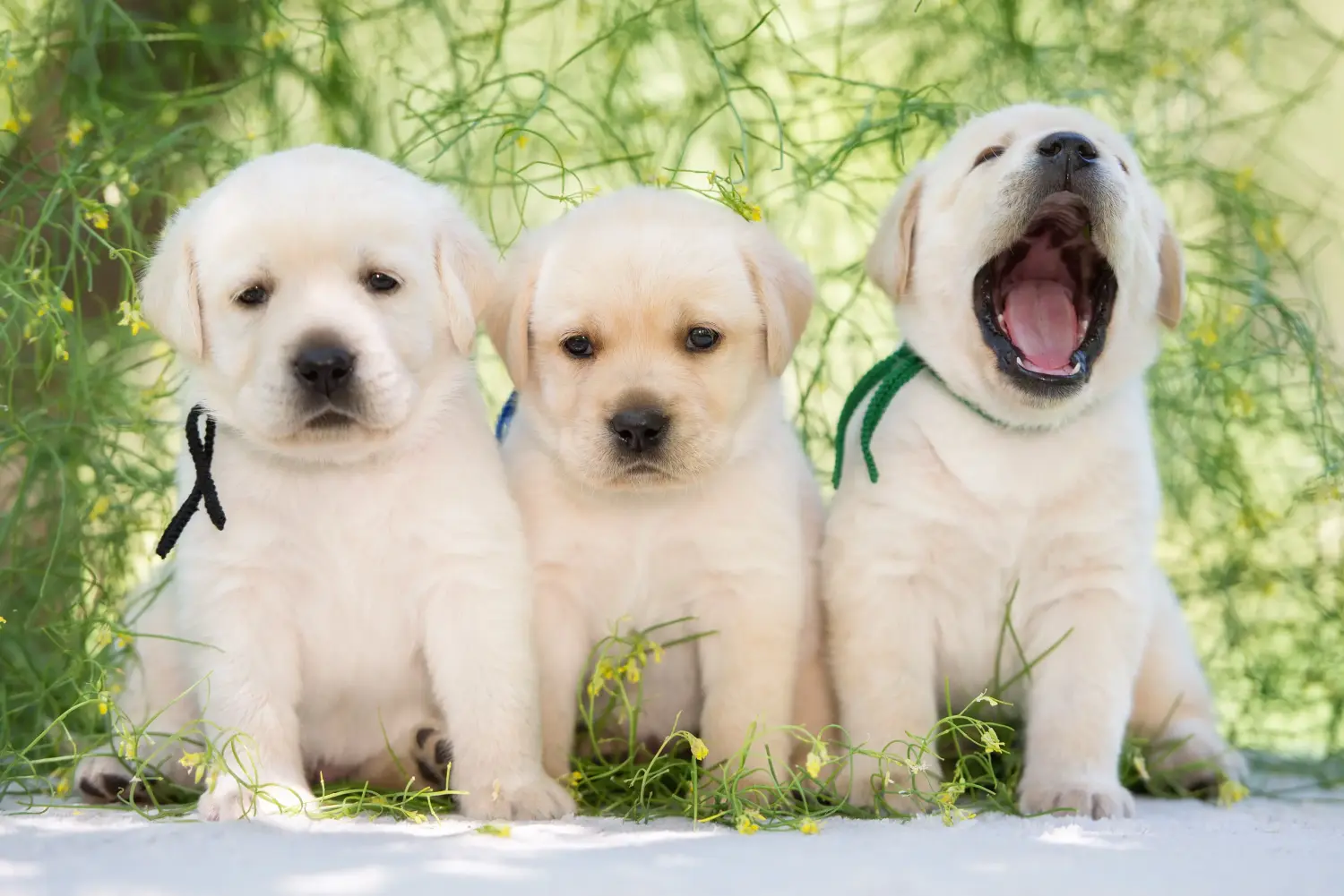 Labrador kölyökkutya vásárlása felelősségvállalást jelent! Labrador kiskutyák vásárlása.