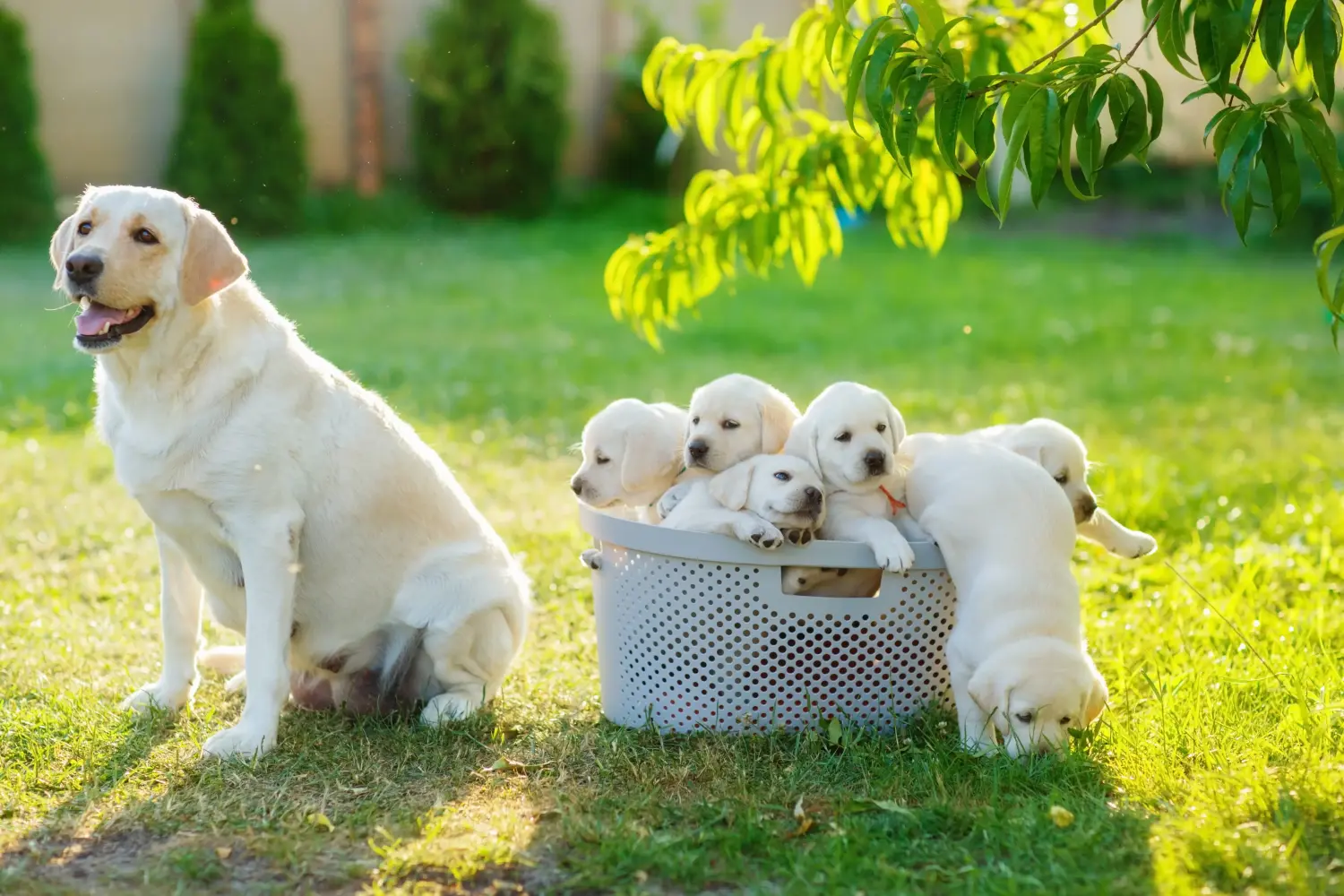 Labrador kölyökkutya vásárlása felelősségvállalást jelent! Labrador kiskutyák vásárlása.