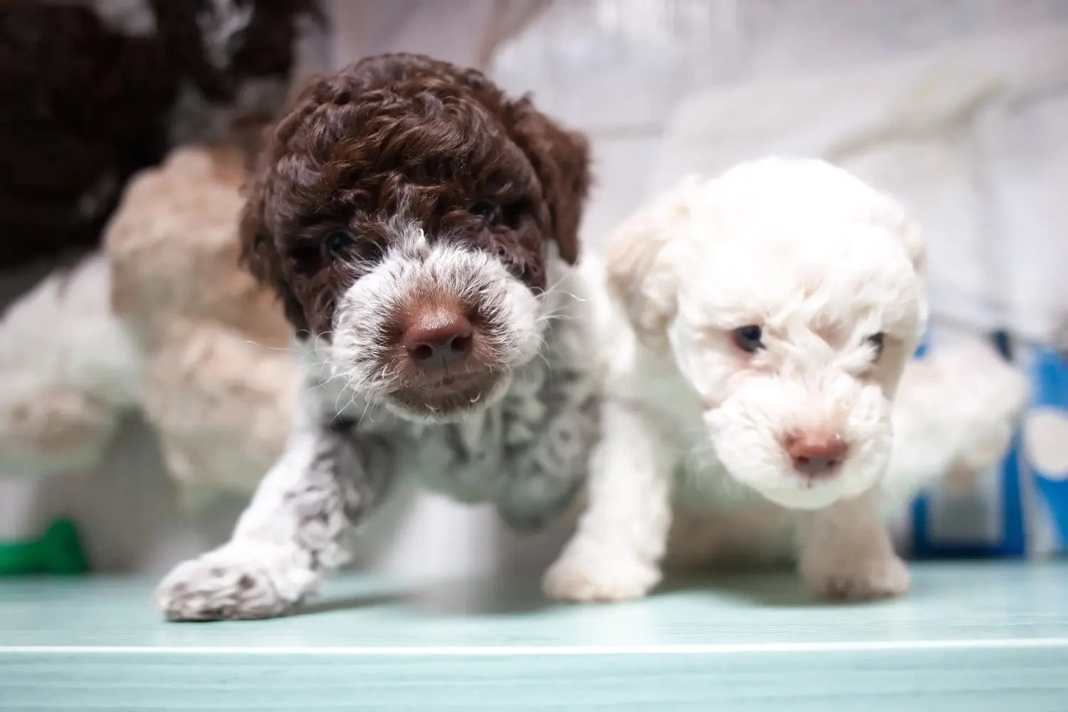 Egy Lagotto Romagnolo kiskutya megvásárlása felelősségvállalást jelent! Vásároljon Lagotto Romagnolo kiskutyákat.