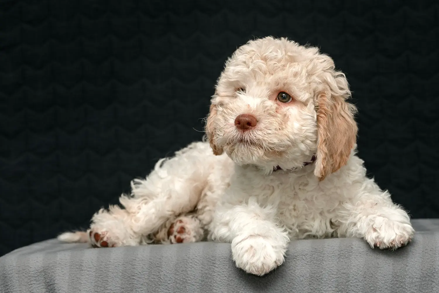 Egy Lagotto Romagnolo kiskutya megvásárlása felelősségvállalást jelent! Vásároljon Lagotto Romagnolo kiskutyákat.