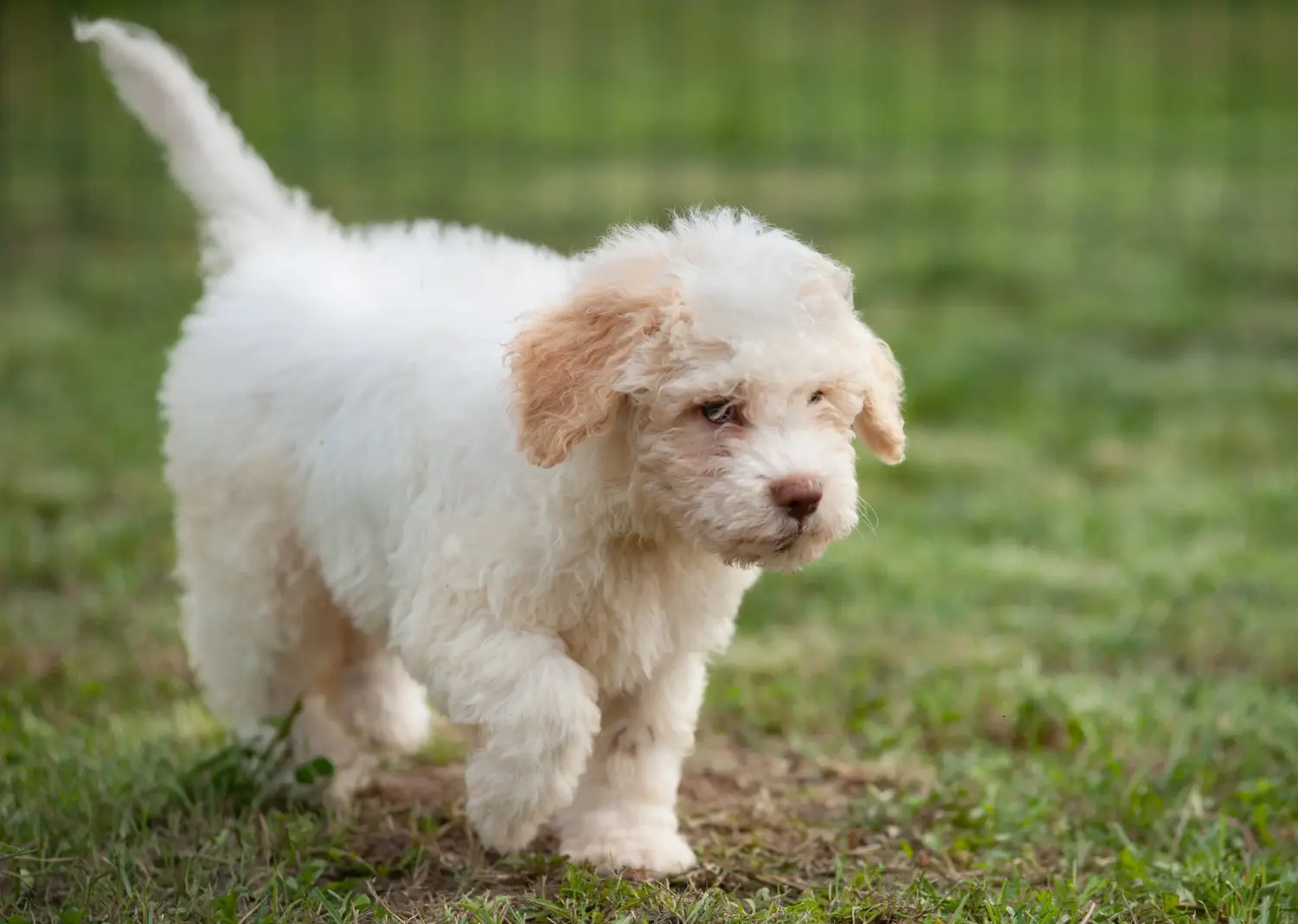 Egy Lagotto Romagnolo kiskutya megvásárlása felelősségvállalást jelent! Vásároljon Lagotto Romagnolo kiskutyákat.