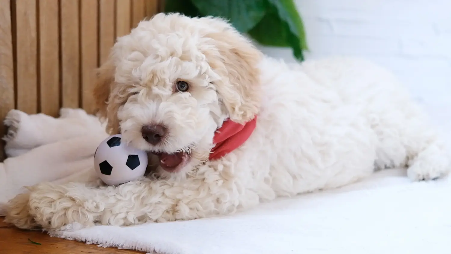 Egy Lagotto Romagnolo kiskutya megvásárlása felelősségvállalást jelent! Vásároljon Lagotto Romagnolo kiskutyákat.