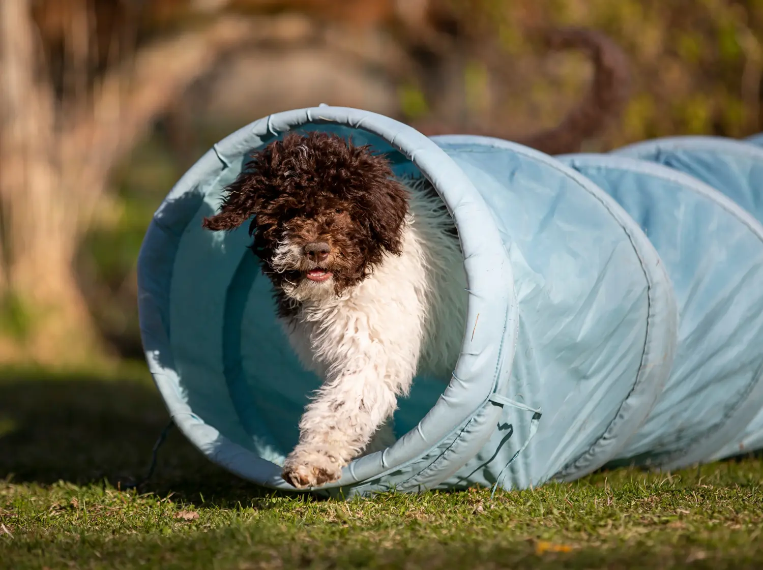 Egy Lagotto Romagnolo kiskutya megvásárlása felelősségvállalást jelent! Vásároljon Lagotto Romagnolo kiskutyákat.