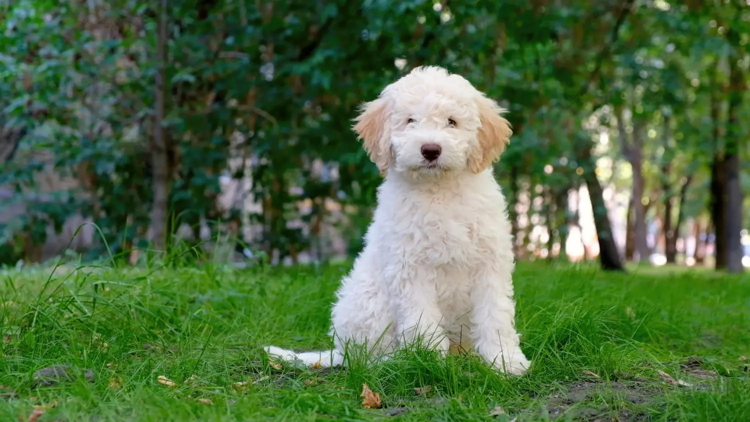 Egy Lagotto Romagnolo kiskutya megvásárlása felelősségvállalást jelent! Vásároljon Lagotto Romagnolo kiskutyákat.