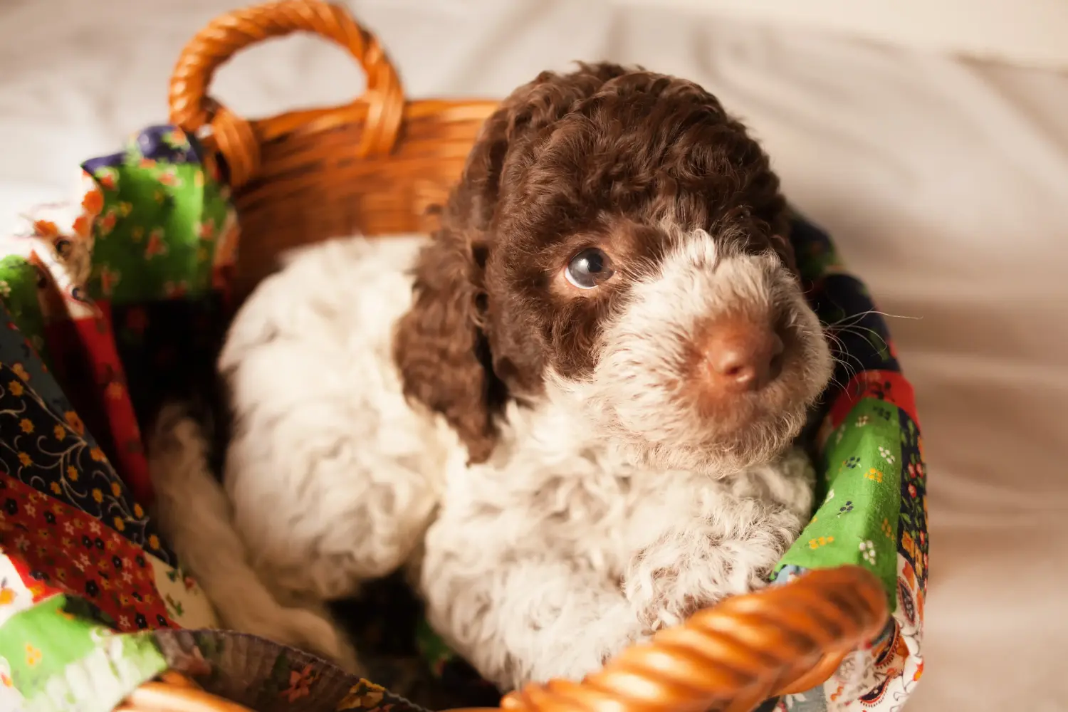 Egy Lagotto Romagnolo kiskutya megvásárlása felelősségvállalást jelent! Vásároljon Lagotto Romagnolo kiskutyákat.