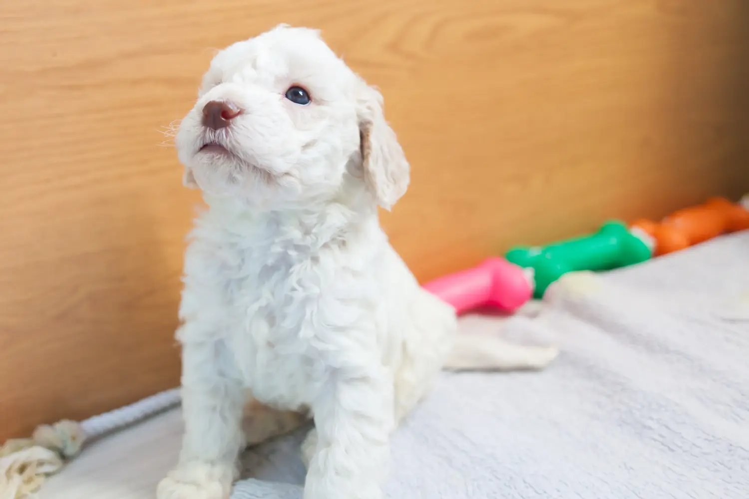 Egy Lagotto Romagnolo kiskutya megvásárlása felelősségvállalást jelent! Vásároljon Lagotto Romagnolo kiskutyákat.